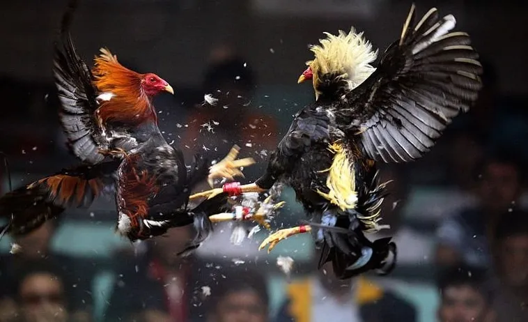 Cách Chơi Đá Gà Sabong Tại 99OK – Hướng Dẫn Chi Tiết Và Chiến Thuật Thắng Lớn